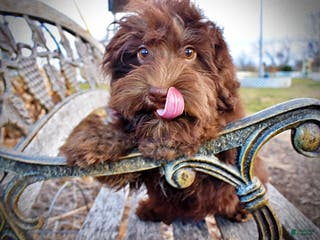 Havapoo dogs Yogi - Ad 16