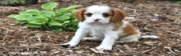 Cavalier King Charles Spaniel dogs for sale: Happy - Ad 4