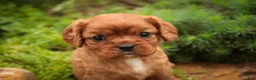 Cavalier King Charles Spaniel dogs for sale: Poppy Cavalier King Charles Spaniel - Ad 14