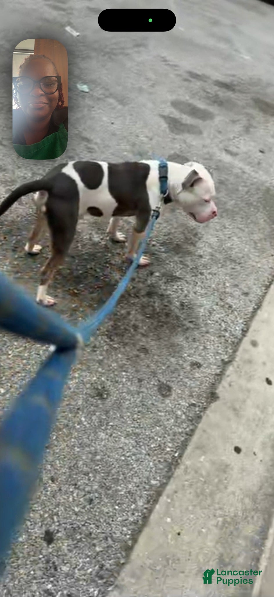 American Pit Bull Terrier dogs American Pit Bull Terrier 1 - Ad 11