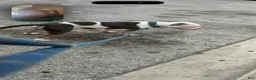 American Pit Bull Terrier dogs for sale: American Pit Bull Terrier 1 - Ad 1
