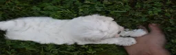 Maltese dogs for sale: Olaf - Ad 13