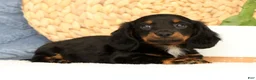 Miniature Dachshund dogs for sale: Joy - Ad 6