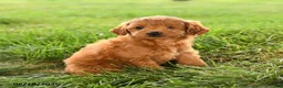 Mini Goldendoodle dogs for sale: Felicity - Ad 4