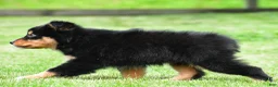 Australian Shepherd dogs for sale: Becka - Ad 6