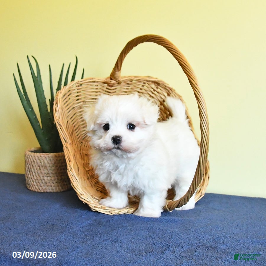 Maltese dogs Irvin - Ad 1
