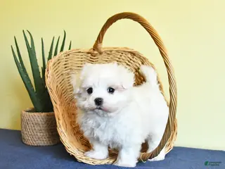 Maltese dogs for sale: Irvin - Ad 2