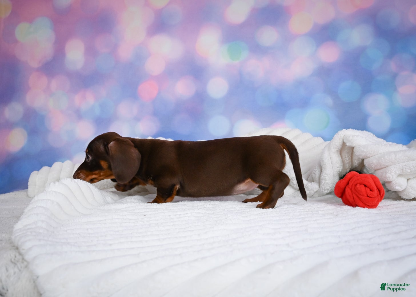 Miniature Dachshund dogs Maggie - Ad 2