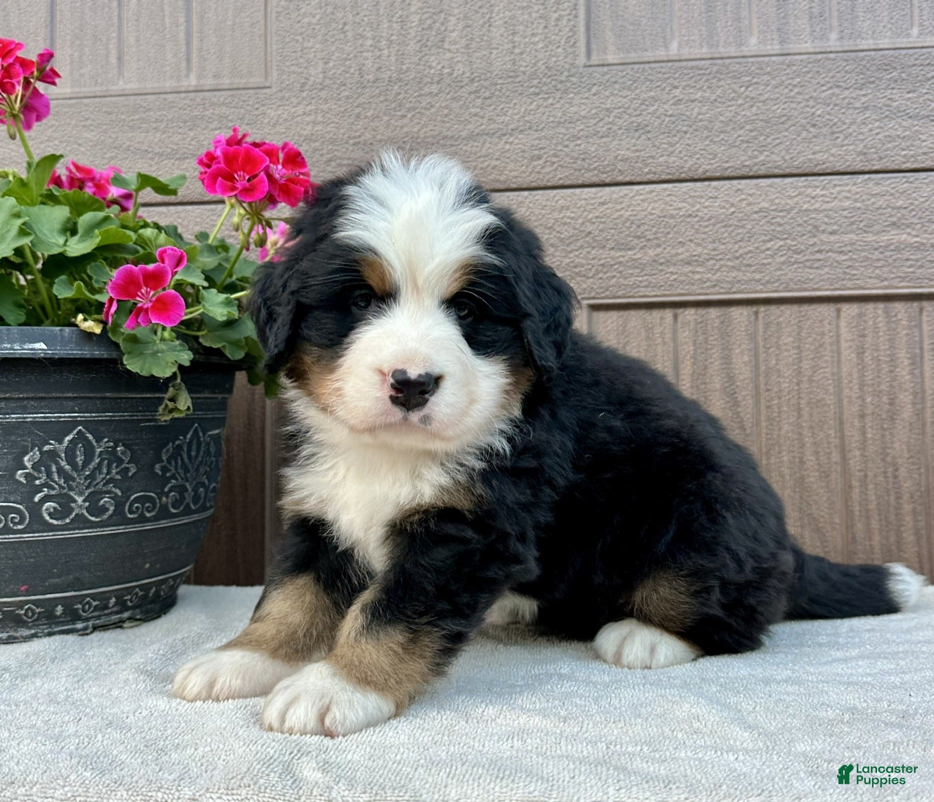 Bernese Mountain Dog dogs Hunter  - Ad 2