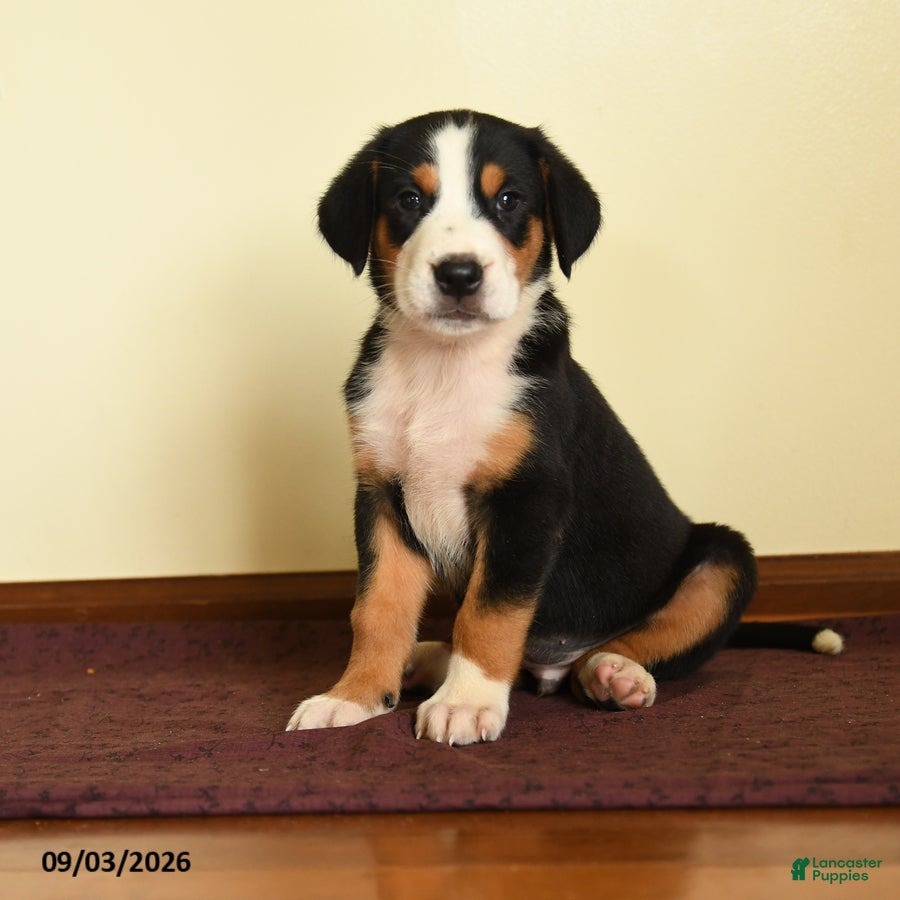 Greater Swiss Mountain Dog dogs Matthew - Ad 1