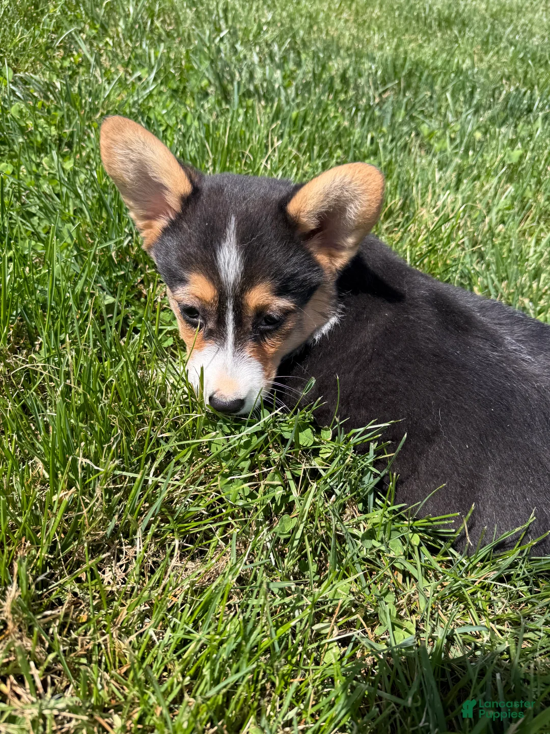 American Corgi dogs for sale: American Corgi Puppy 7 - Ad 2