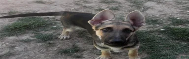 German Shepherd 1