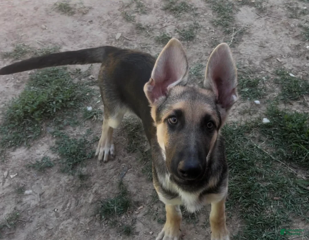 German Shepherd dogs for sale: German Shepherd 1 - Ad 1
