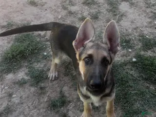 German Shepherd dogs for sale: German Shepherd 1 - Ad 1