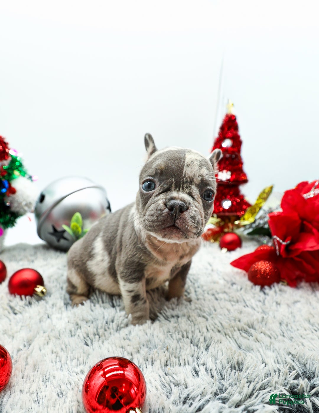 French Bulldog dogs for sale: Dior - Ad 1