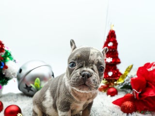 French Bulldog dogs Dior - Ad 41