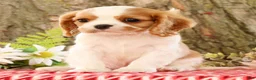 Cavalier King Charles Spaniel dogs for sale: Zack - Ad 4