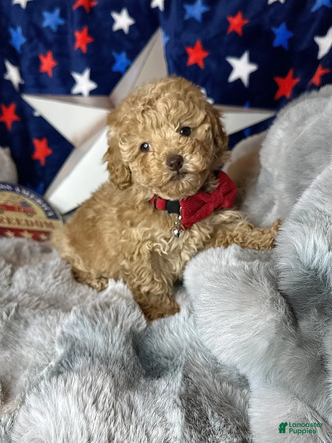 Toy Poodle dogs for sale: Yankee-Doodle - Ad 4