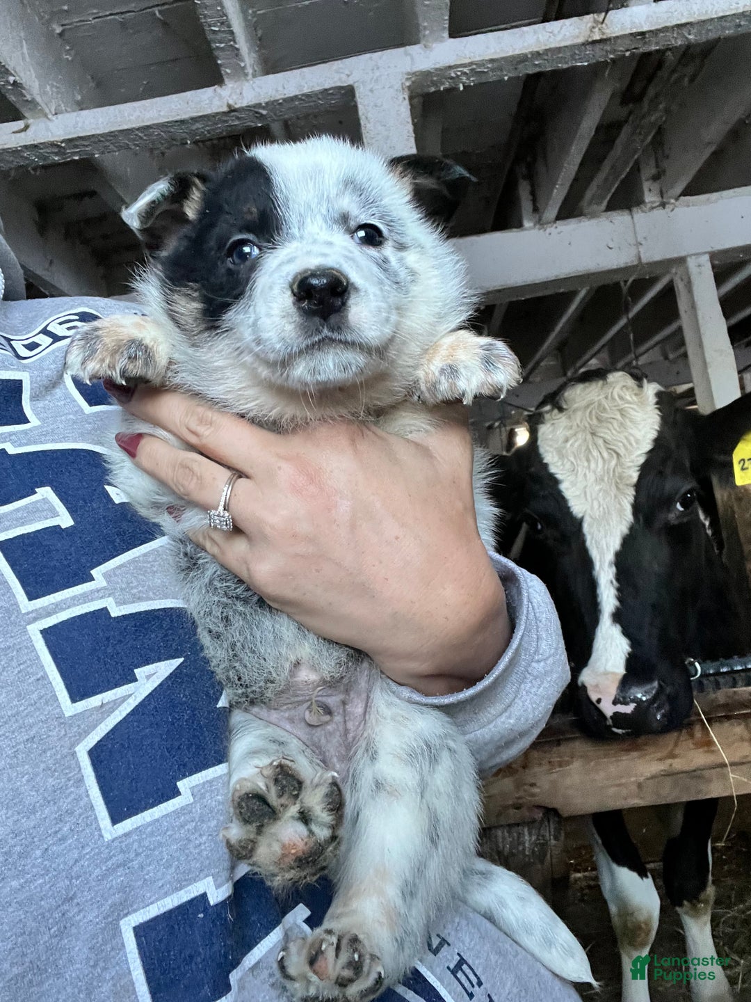 Australian Cattle Dog dogs for sale: Dancer - Ad 1