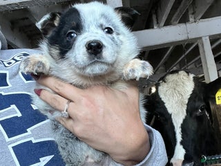 Australian Cattle Dog dogs Dancer - Ad 25