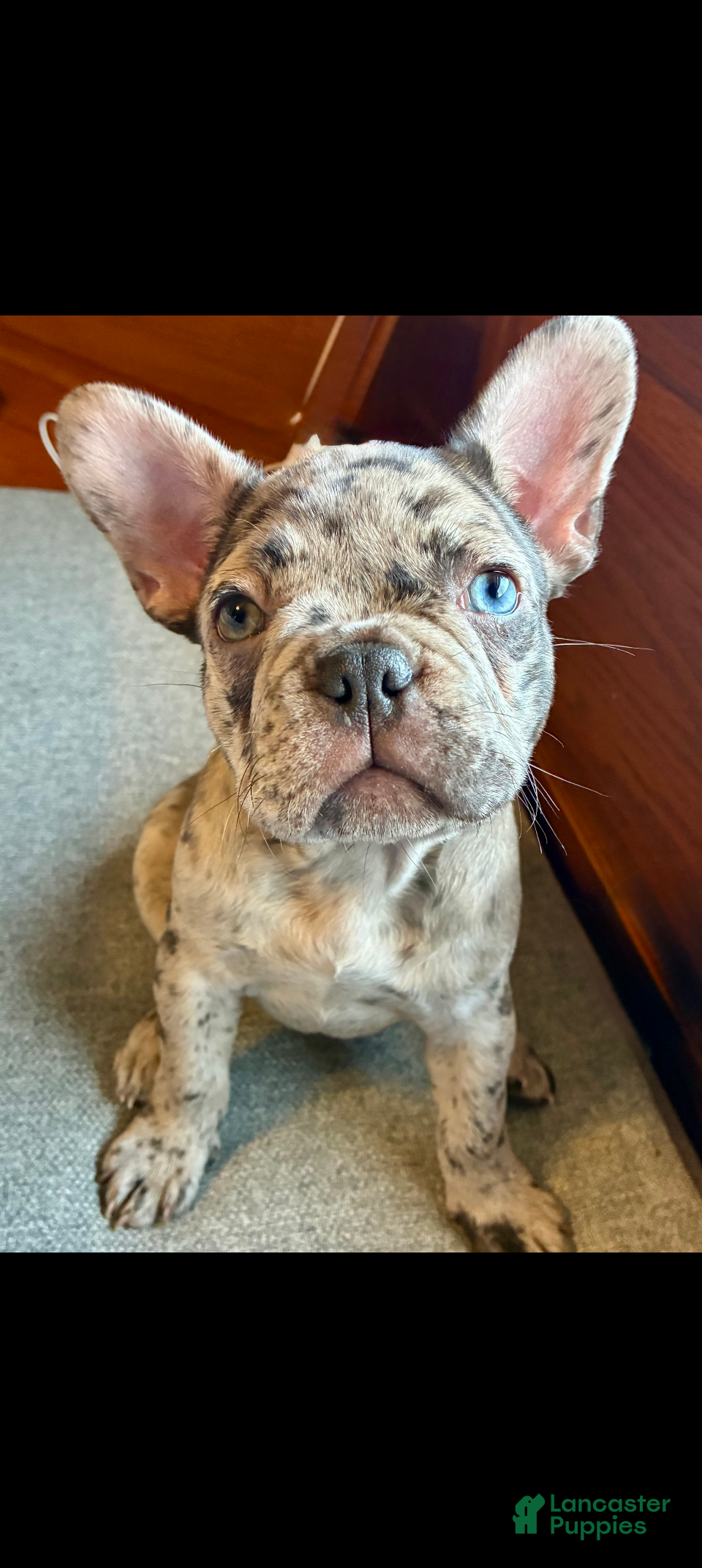 French Bulldog dogs Rue - Ad 6