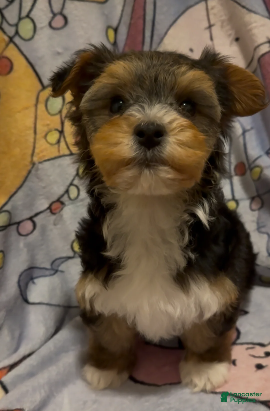 Yorkshire Terrier dogs for sale: Yorkshire Terrier Puppy 1 - Ad 3