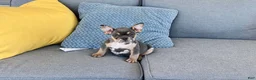 French Bulldog dogs for sale: Maggie - Ad 6