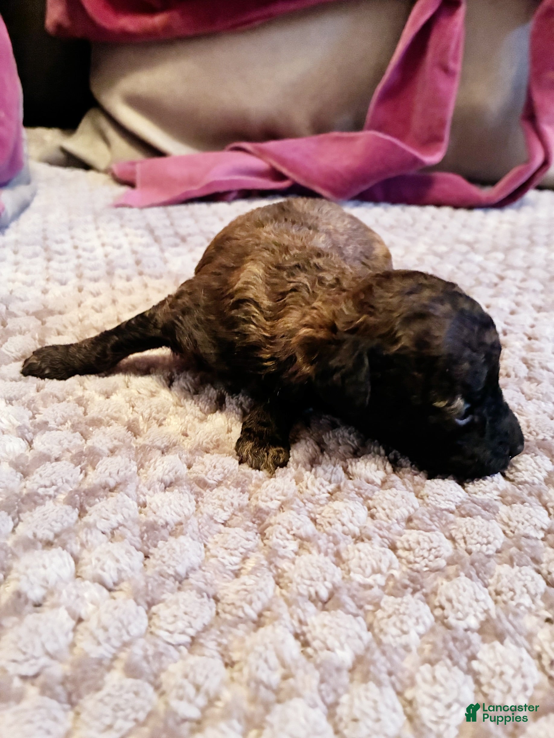 Toy Poodle dogs Diomedes Toy Poodle Puppy 4 - Ad 3