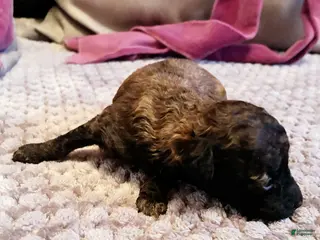 Toy Poodle dogs Diomedes Toy Poodle Puppy 4 - Ad 3