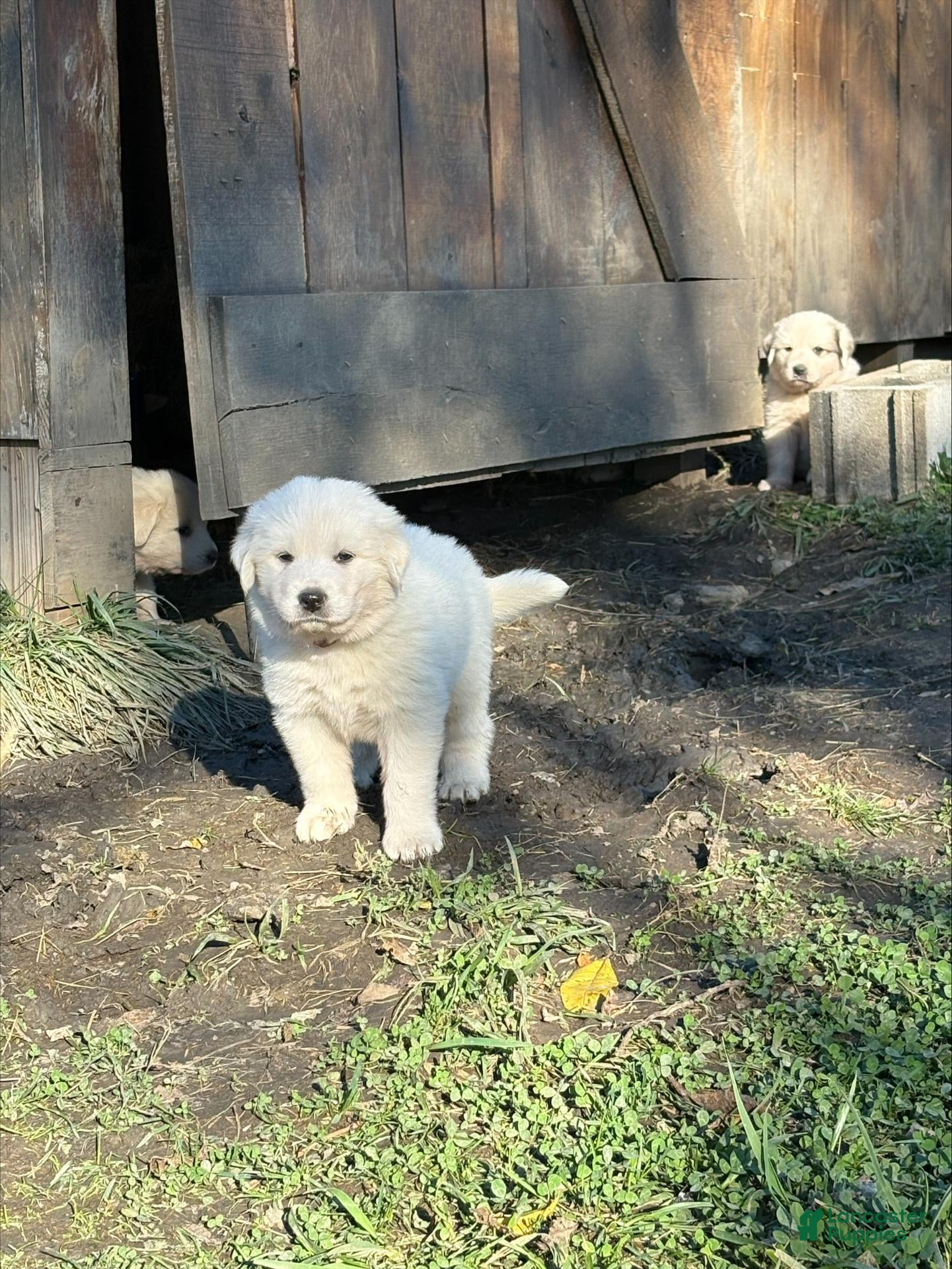 Great Pyrenees dogs for sale: Great Pyrenees 1 - Ad 17