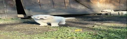 Great Pyrenees dogs for sale: Great Pyrenees 1 - Ad 1