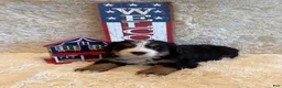 Bernese Mountain Dog dogs for sale: Hannah - Ad 9