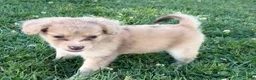 Mini Aussiedoodle dogs for sale: Nellie - Ad 6
