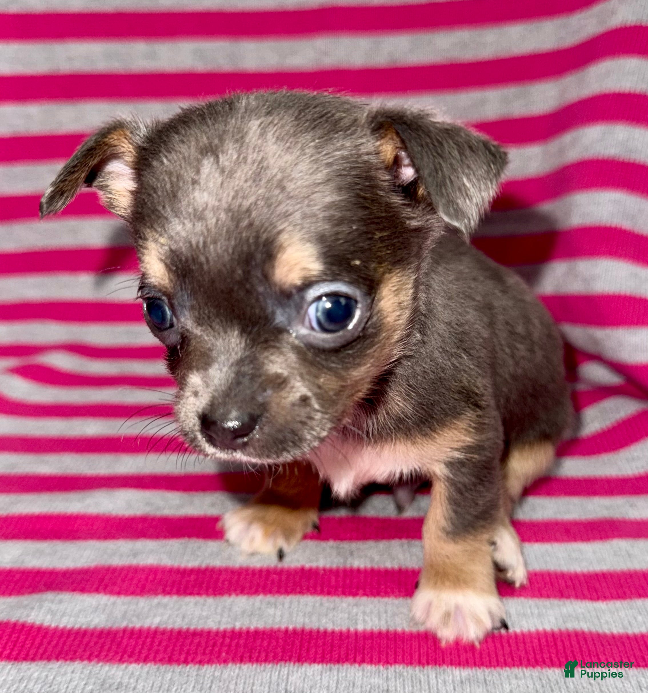 Chihuahua dogs Blue tri - Ad 1