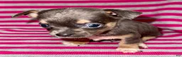 Chihuahua dogs for sale: Blue tri - Ad 1
