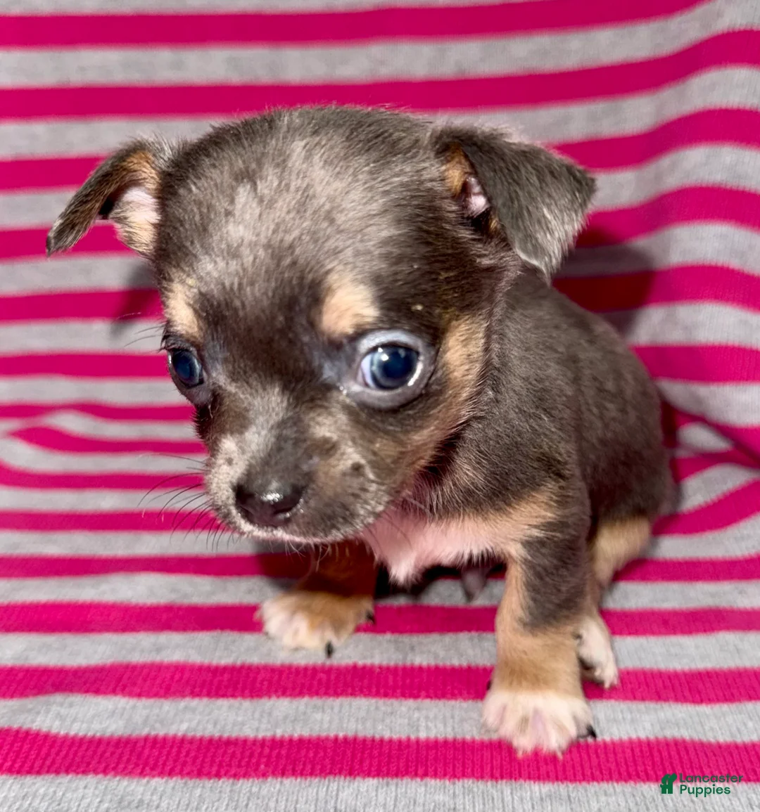 Chihuahua dogs for sale: Blue tri - Ad 1