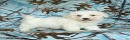 Maltese dogs for sale: Ivan - Ad 5