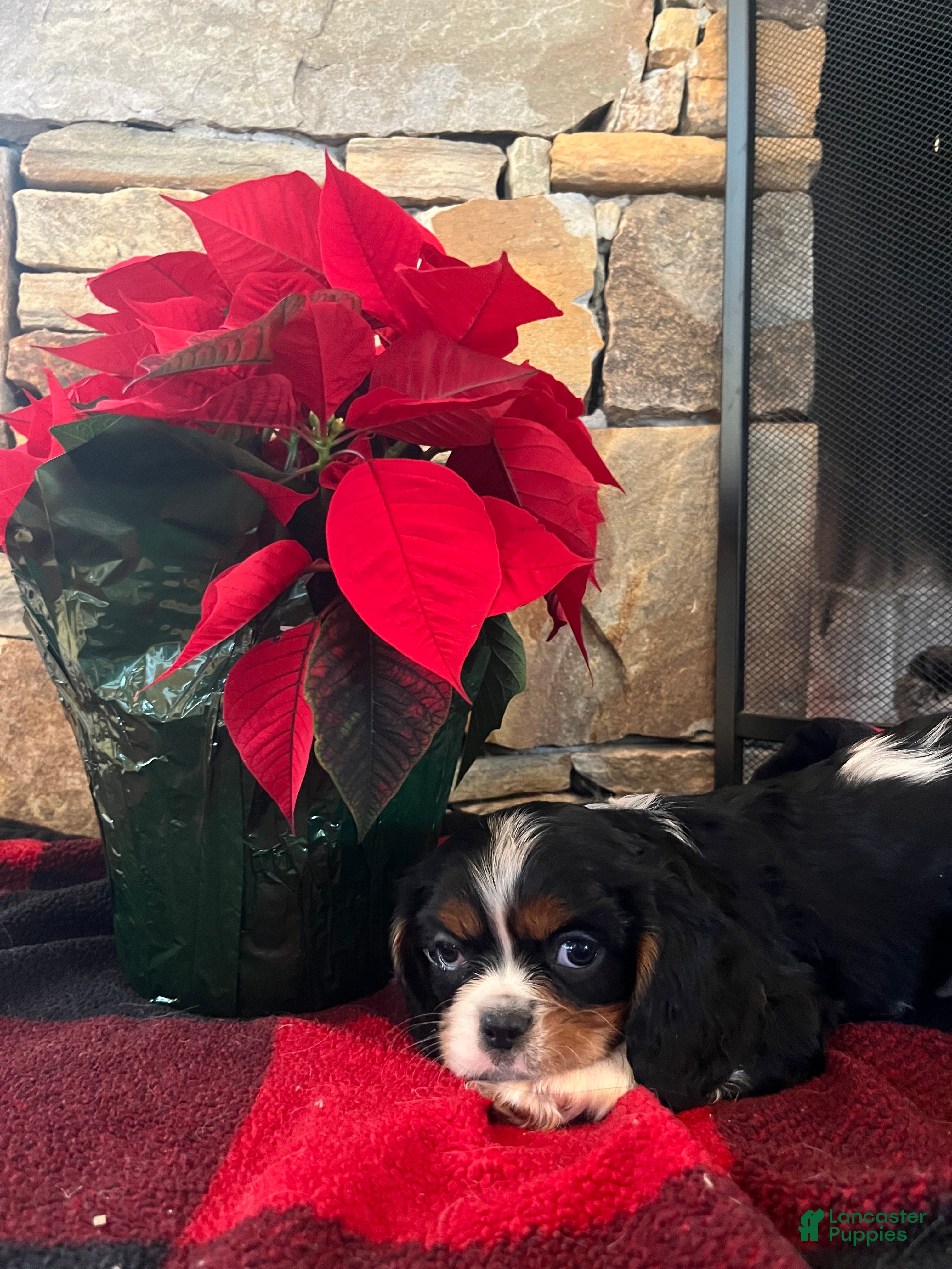 Cavalier King Charles Spaniel dogs for sale: Chesnut - Ad 2