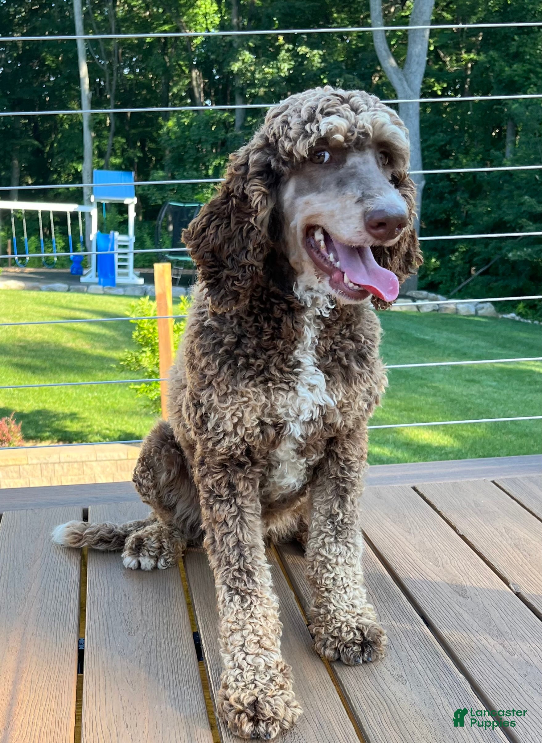 Standard Poodle dogs Puppy 1 - Ad 12