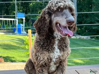 Standard Poodle dogs Puppy 1 - Ad 30