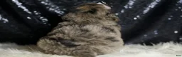 Mini Goldendoodle dogs for sale: Remington - Ad 7