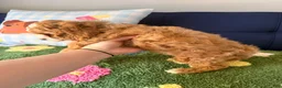 Cavapoo dogs for sale: bubby - Ad 3