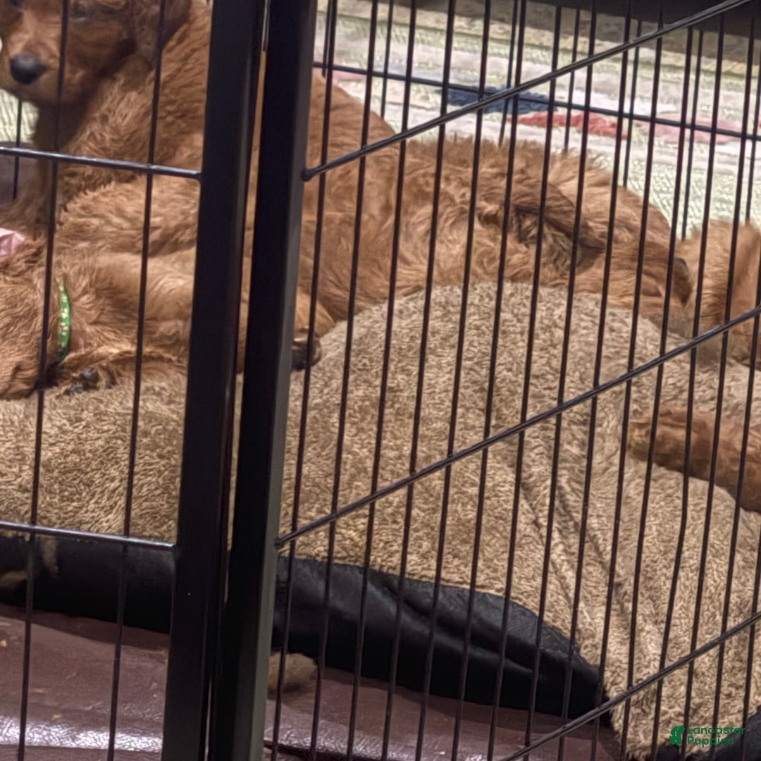 Goldendoodle dogs for sale: Pongo - Ad 6