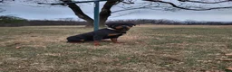 Rottweiler dogs for sale: Coco - Ad 8
