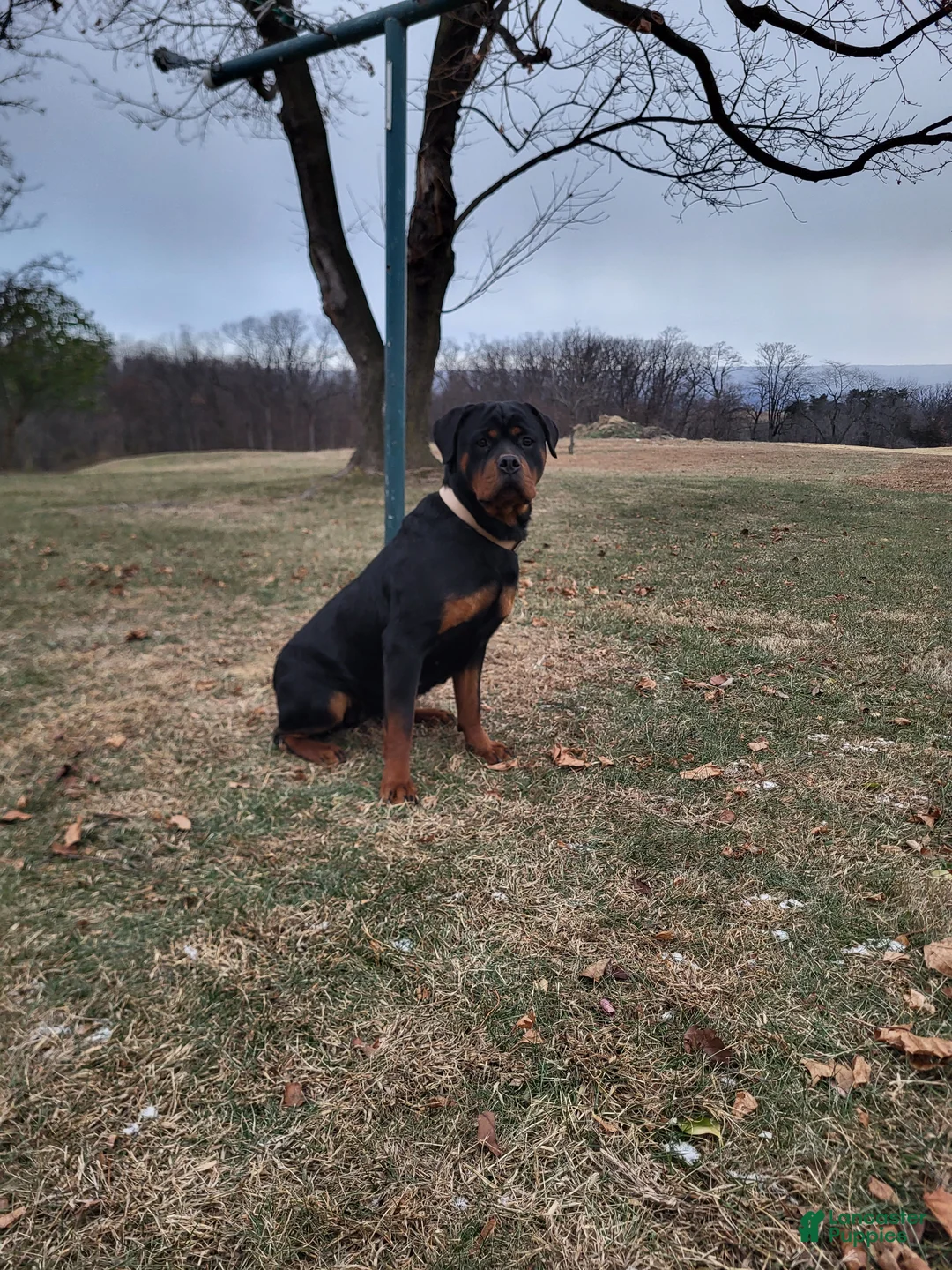 Rottweiler dogs for sale: Coco - Ad 8