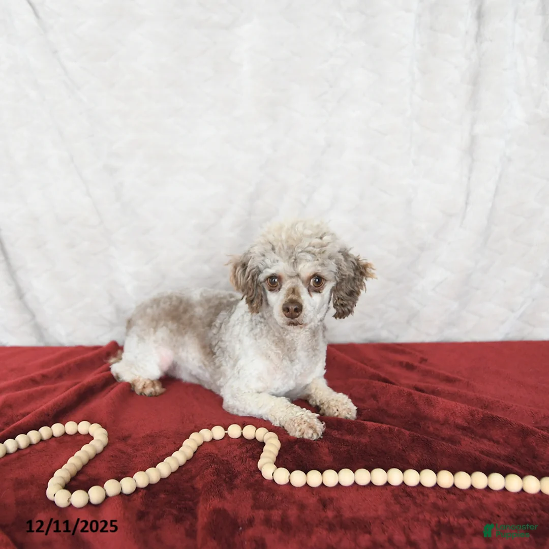 Miniature Poodle dogs for sale: Cocoa EXTRA SMALL - Ad 12