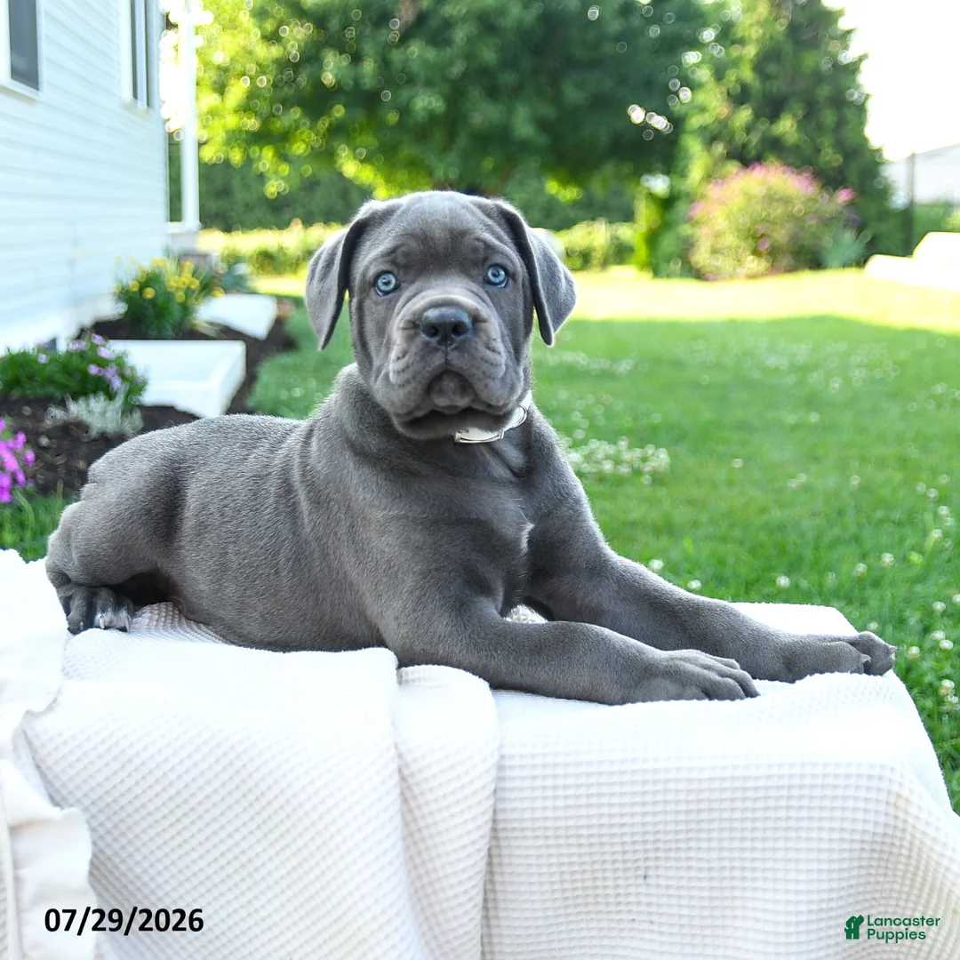 Cane Corso dogs for sale: Kira - Ad 2