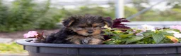 Yorkshire Terrier dogs for sale: Yorkshire Terrier 1 - Ad 1