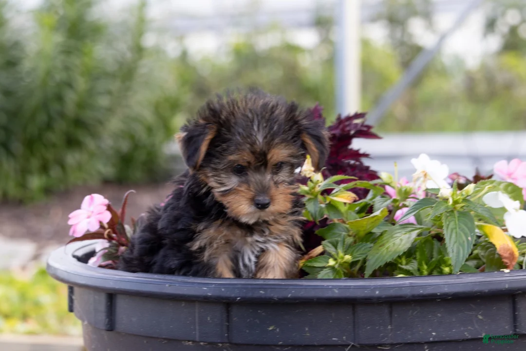 Yorkshire Terrier dogs for sale: Yorkshire Terrier 1 - Ad 1