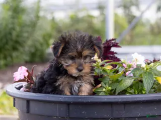 Yorkshire Terrier dogs Yorkshire Terrier 1 - Ad 2